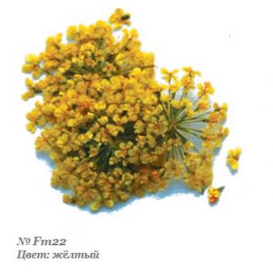 Severina, Сухоцвет для дизайна ногтей Fm22, желтый